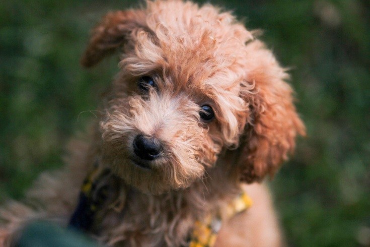 Yorkipoo Yorkshire Terrier Toy