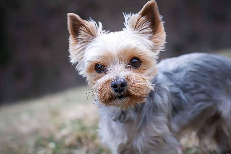 are terrier mix dogs double coated