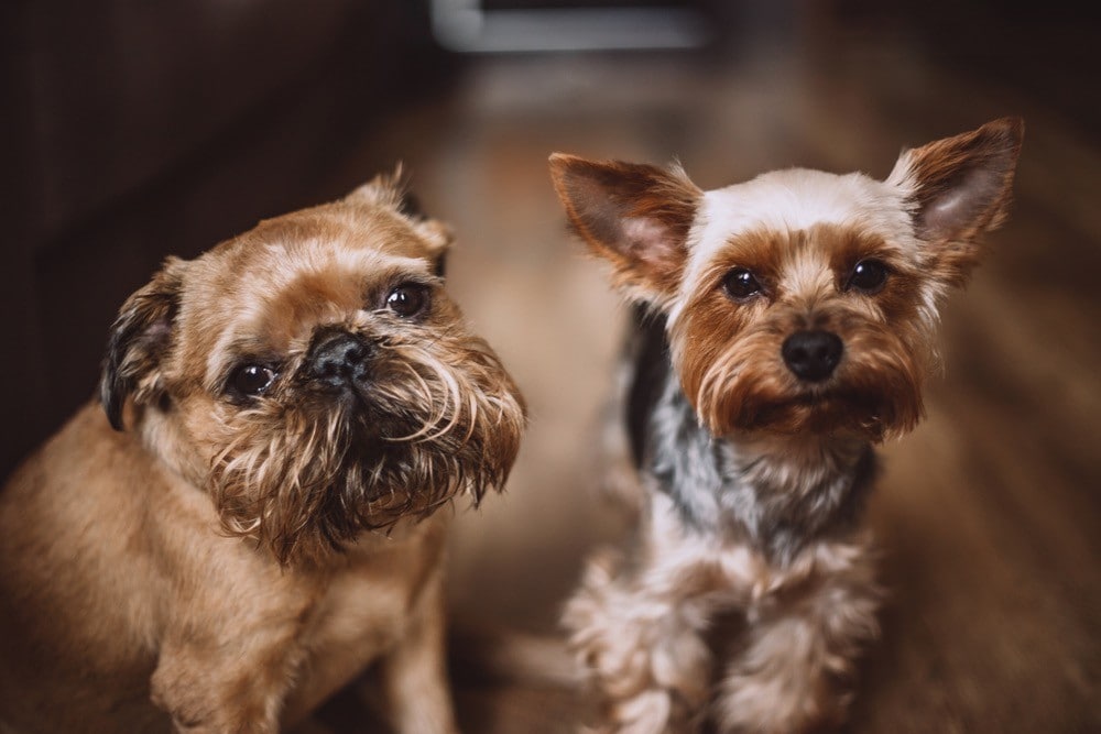 Yorkie brussels shop griffon puppy mix