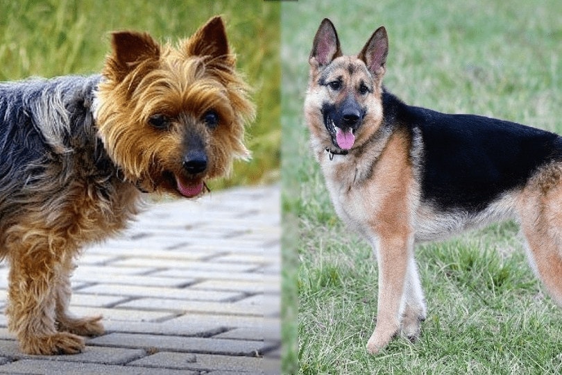 yorkshire terrier and german shepherd