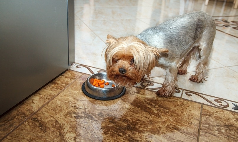 yorkshire terrier dog eating from a bowl