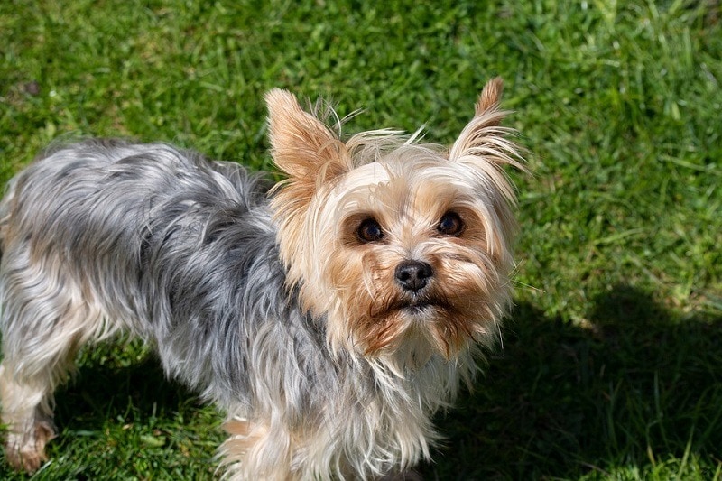 yorkshire terrier looking up