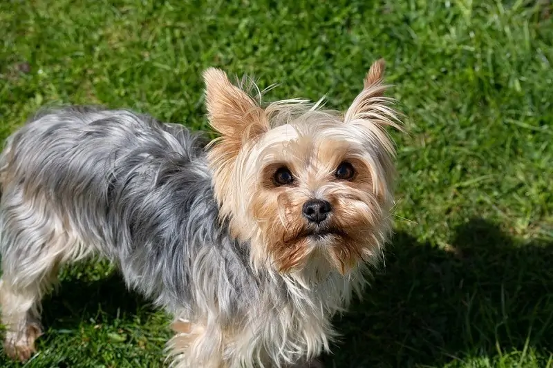 yorkie wearing hair clip