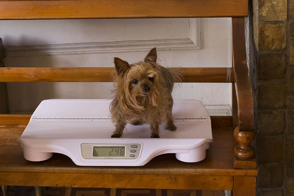 yorkshire terrier on a weighing scale