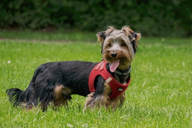 yorkshire terrier on the grass