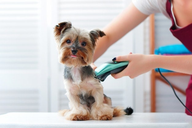 Dog Grooming Clippers vs Human Clippers - Hepper