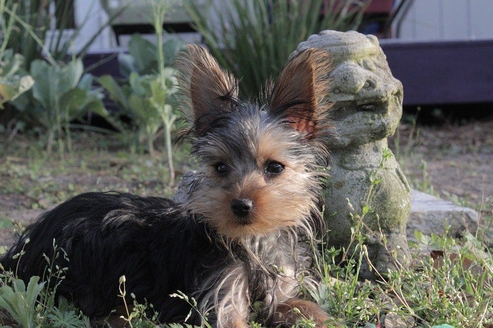 yorkshire terrier puppy