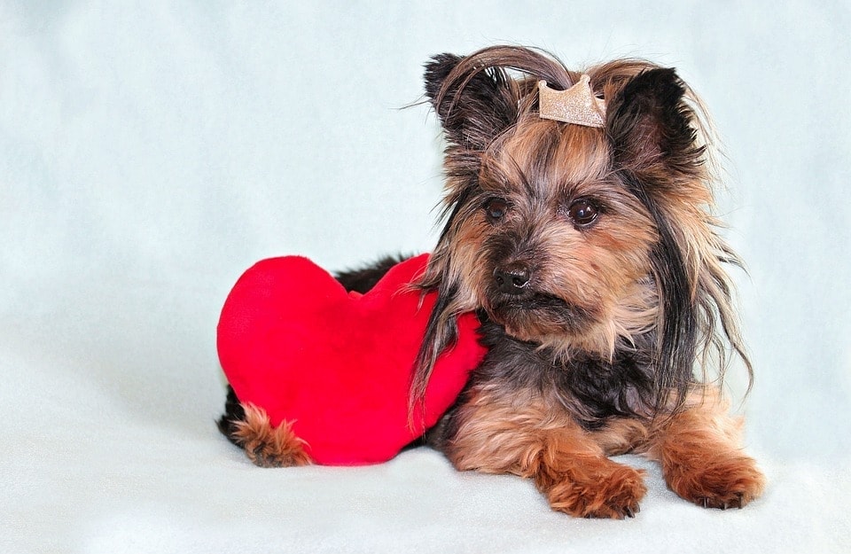 yorkshire terrier with heart pillow
