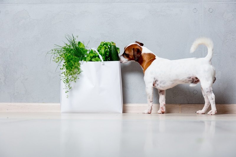 young Jack Russell Terrier dog near bag with organic herbs and vegetables_simonvera_shutterstock