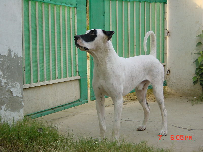 young bully kutta