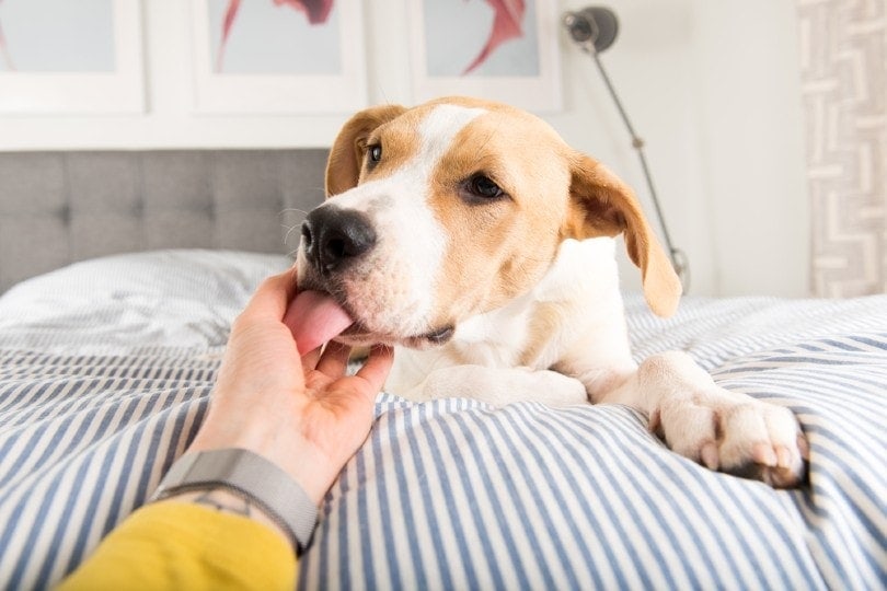 young fawn mixed breed puppy licking hand