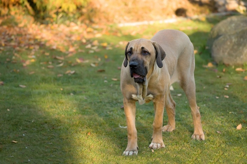 Fila Brasileiro (Brazilian Mastiff): Pictures, Care Guide, Temperament ...