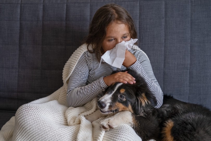 young girl having allergies because of her australian shepherd pet