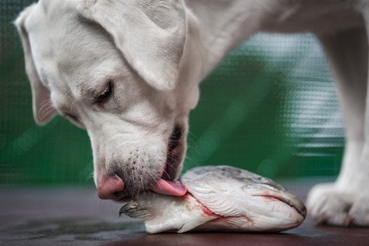 young hungry white labrador retriever dog puppy smells and eats a fish head_manushot_shutterstock