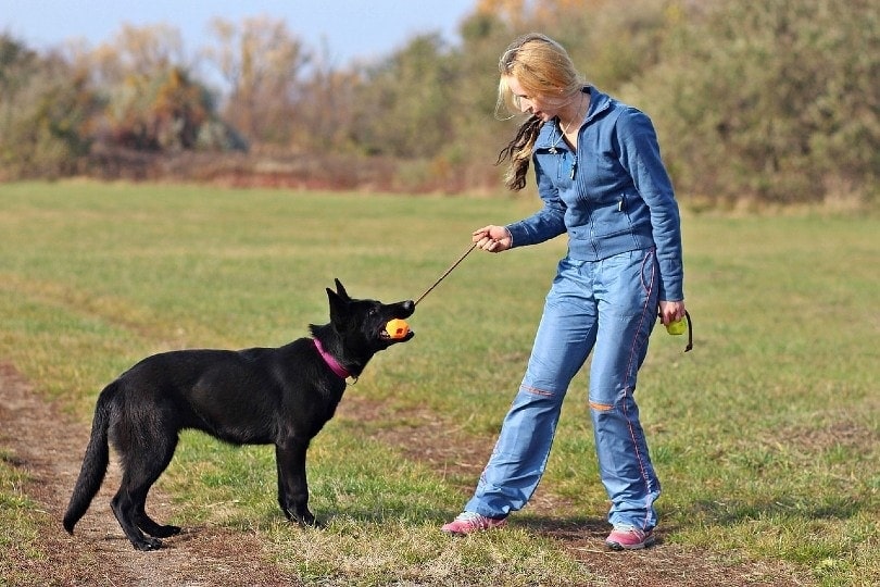 young woman playing with her german shepherd pet