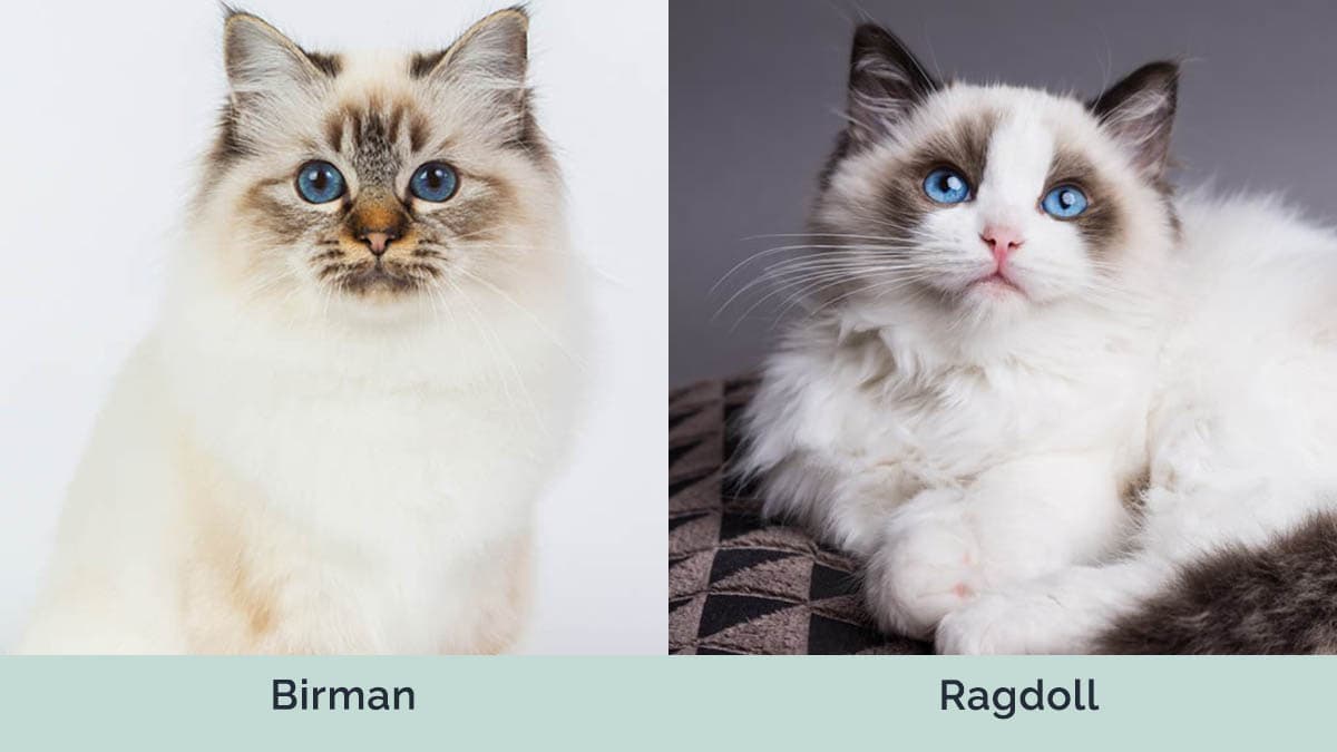 Ragdoll Cat Size Comparison