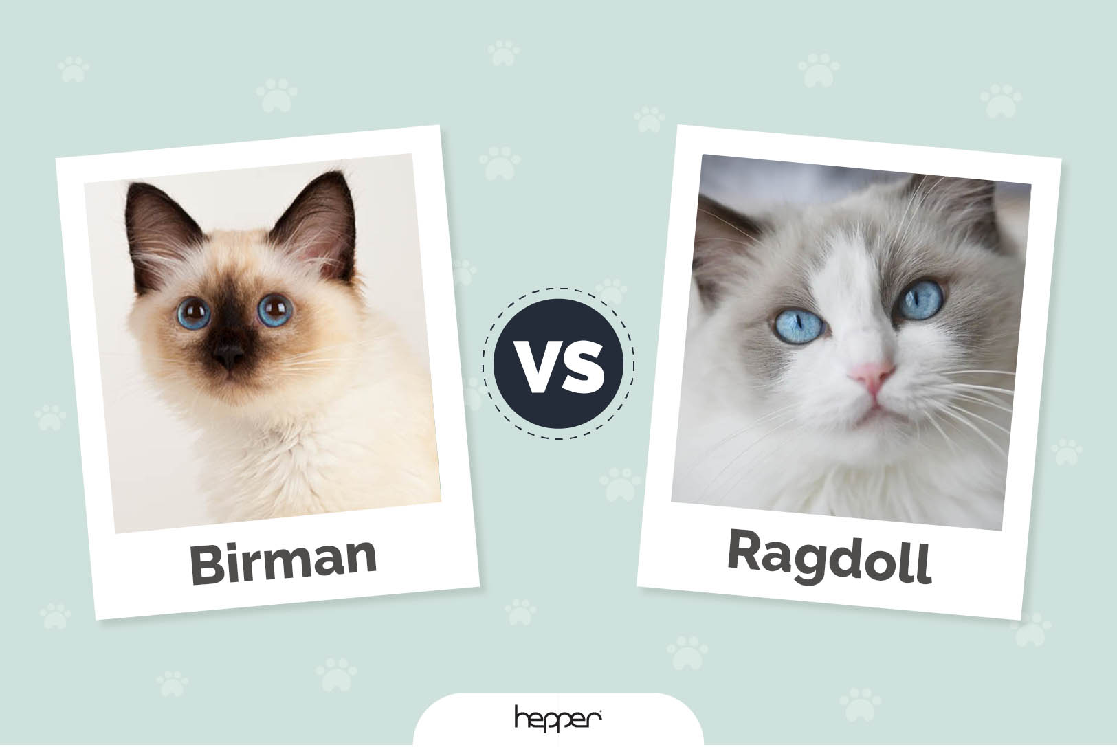 Birman vs Ragdoll