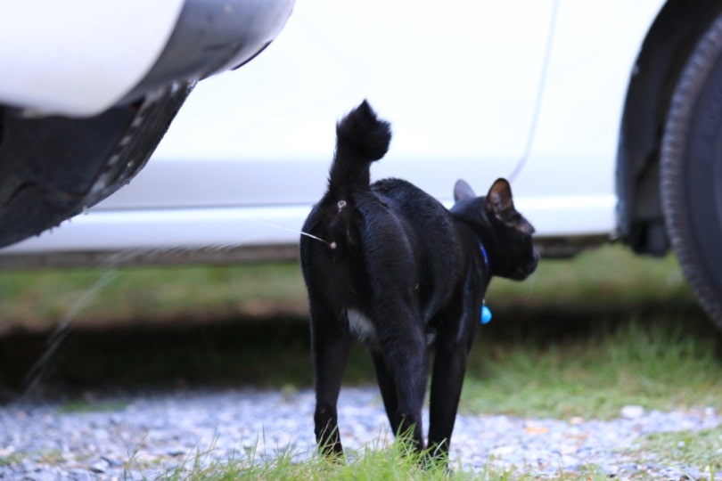 Black cat spraying near a white car