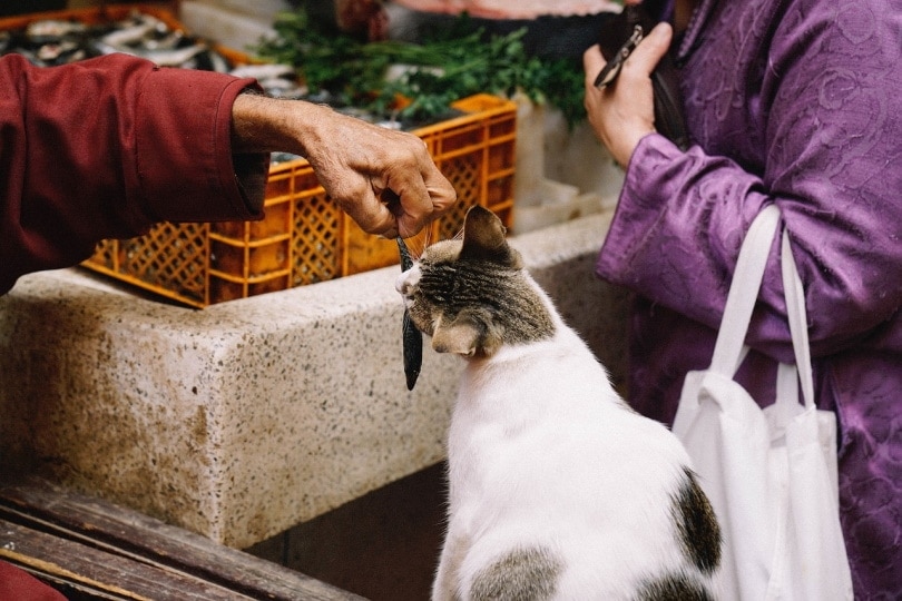 Mèo cho cá nhỏ ăn ở chợ