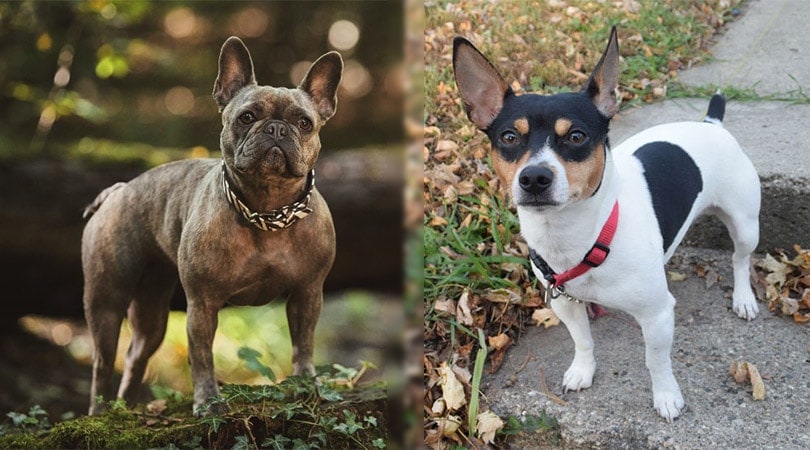 French Bulldog and American Rat Terrier