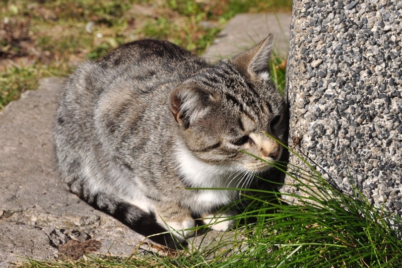 Katze schnüffelt an einem Insekt an einer Wand