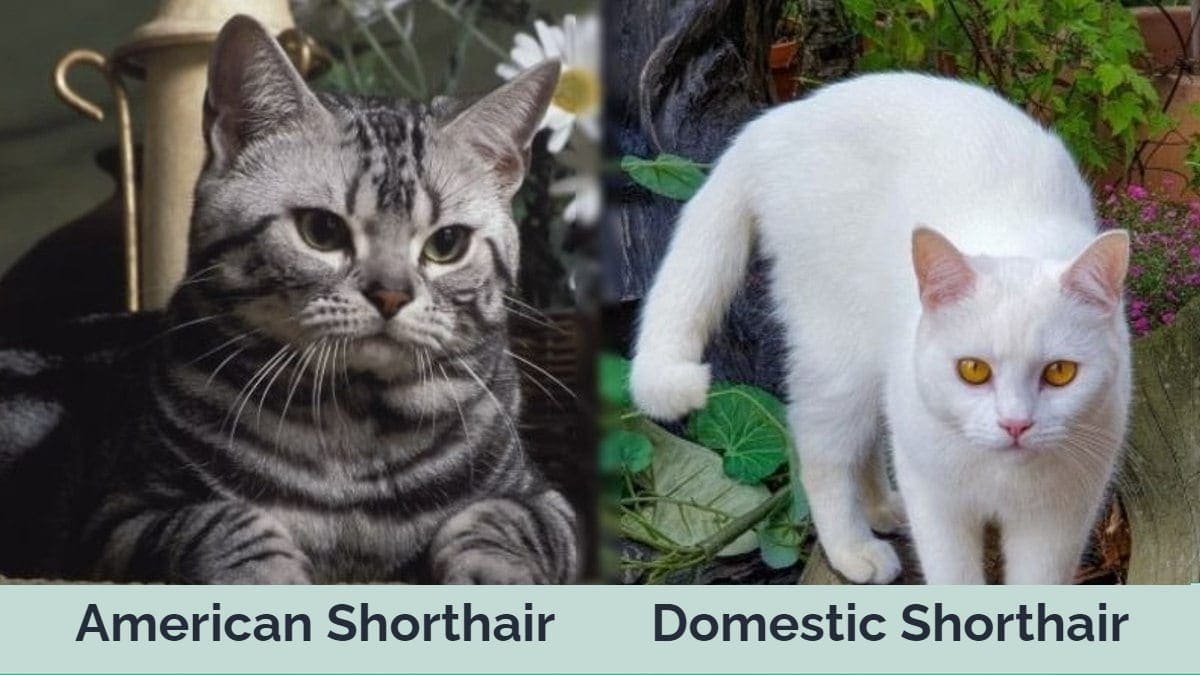American Shorthair vs Domestic Shorthair Cats: The Differences (With  Pictures) | Hepper