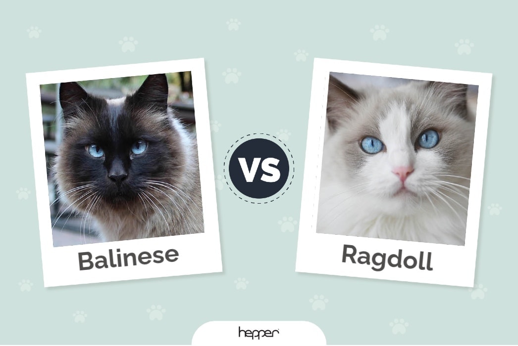 Hepper - Balinese vs Ragdoll Featured