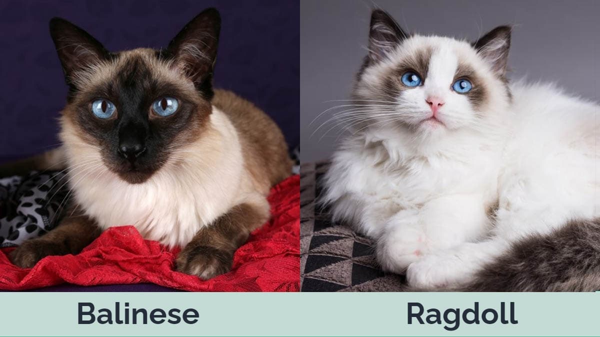 Hepper - Balinese vs Ragdoll Side by Side