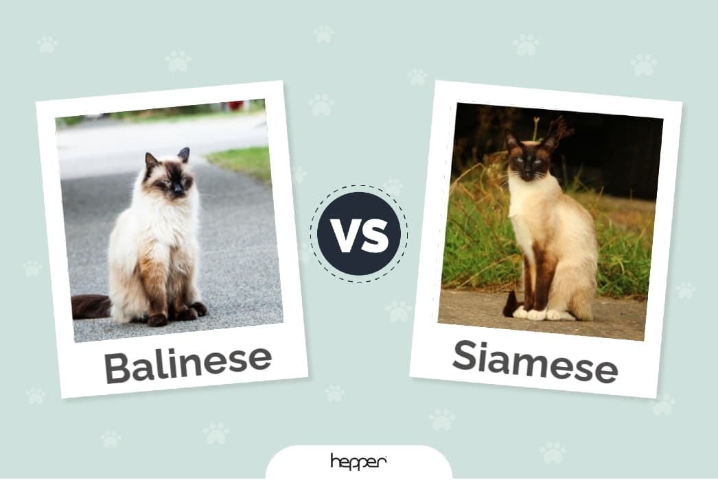 Hepper - Balinese vs Siamese Featured