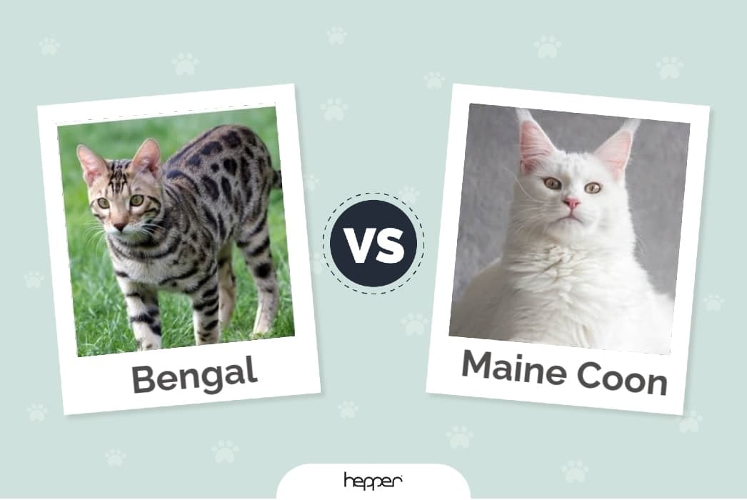 Hepper - Bengal vs Maine Coon Featured