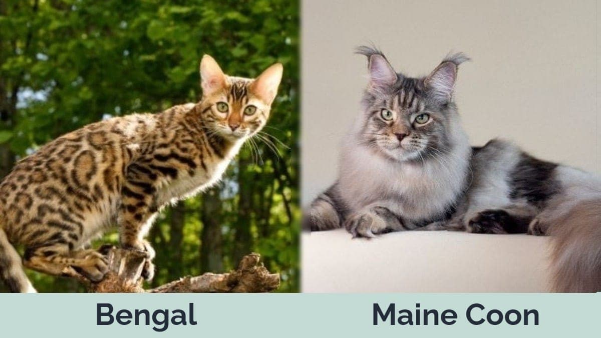 Bengal Maine Coon Cats: The Differences (With Pictures) | Hepper