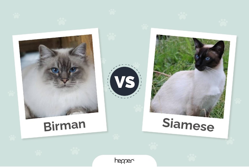 Hepper - Birman vs Siamese featured