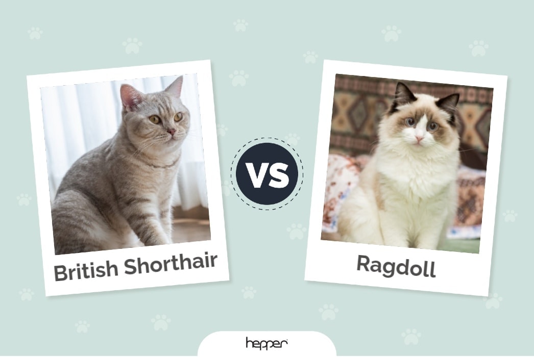 Hepper - British Shorthair vs Ragdoll Featured