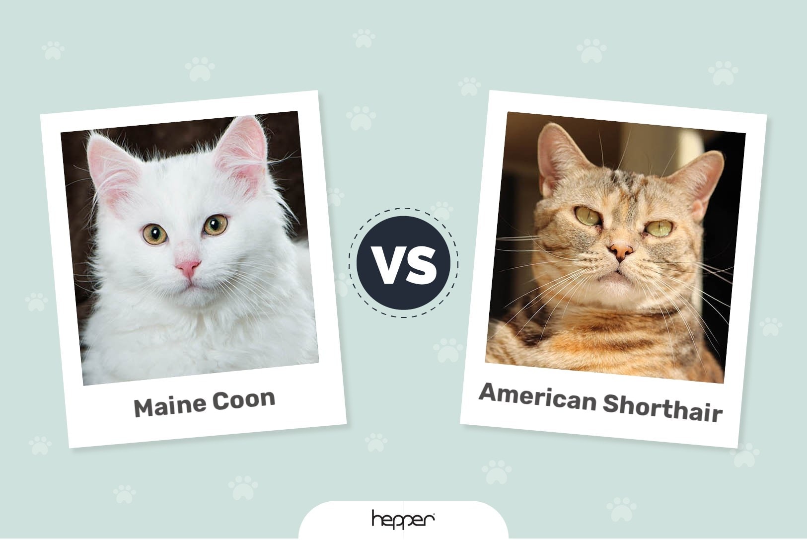 Hepper - Maine Coon vs American Shorthair Feature