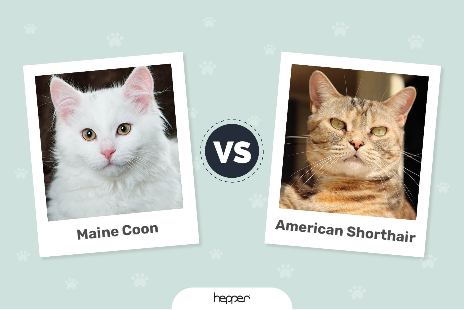 Maine Coon vs American Shorthair Cats: Pictures, Differences, & What to  Choose | Hepper