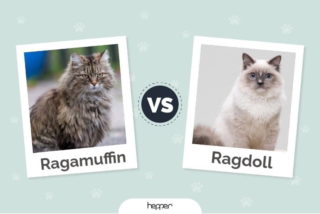 Hepper - Ragamuffin vs Ragdoll Featured