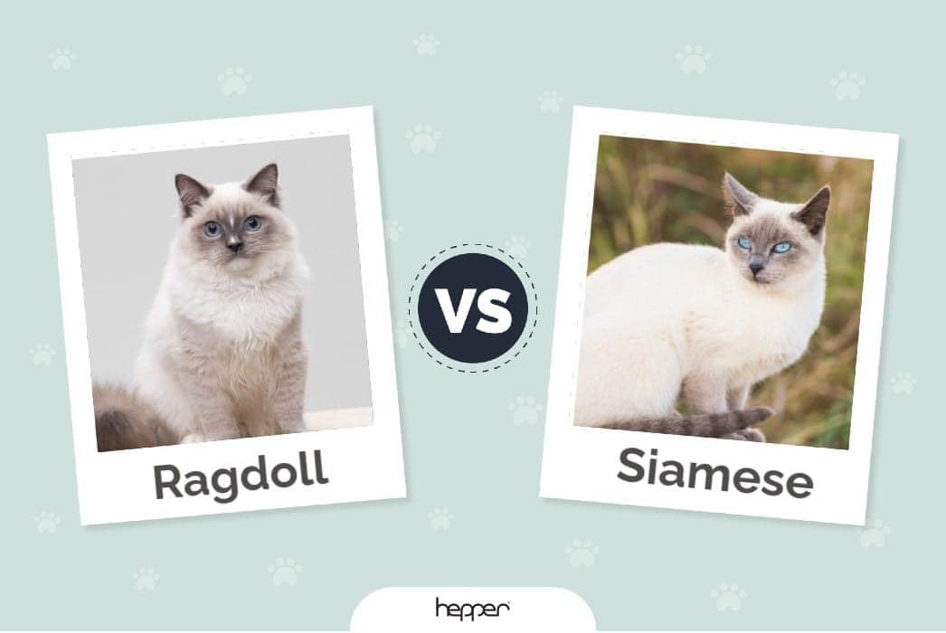 Hepper - Ragdoll vs Siamese Feature