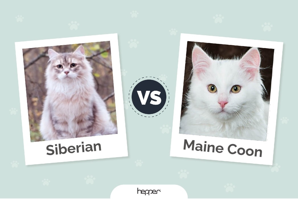 Hepper - Siberian vs Maine Coon Featured