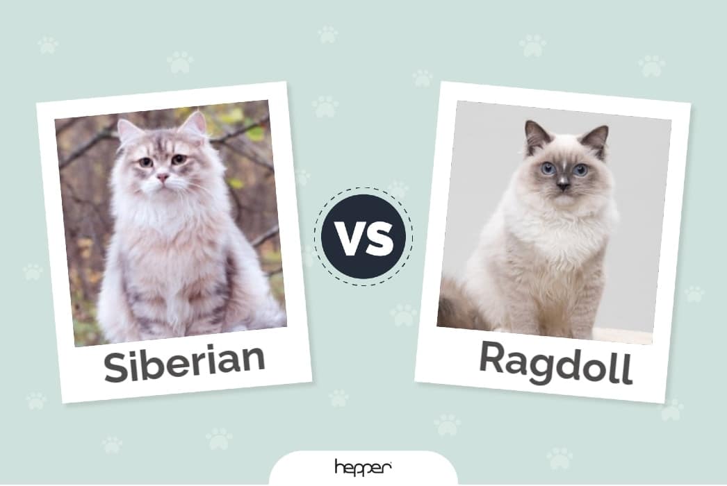 Siberian Cat Vs Ragdoll  