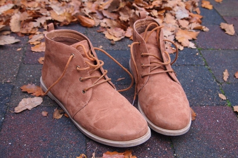 Leather shoes on concrete floor with dry leaves