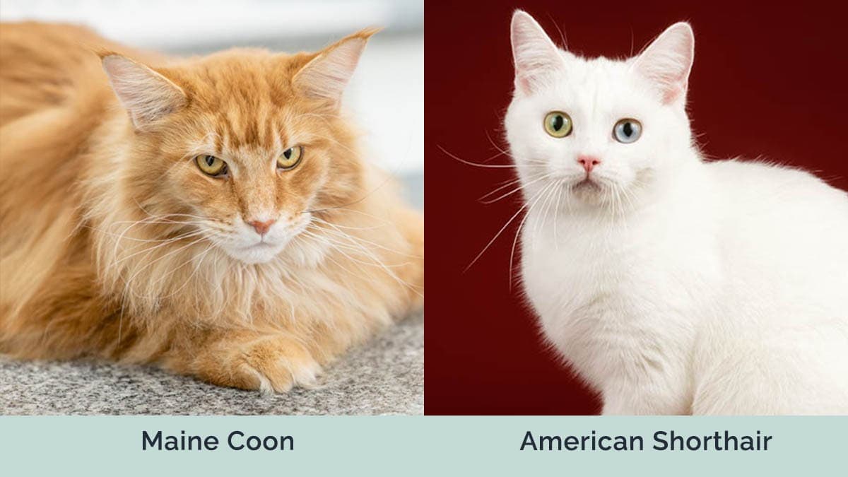 Maine Coon vs American Shorthair Cats: Pictures, Differences, & What to  Choose | Hepper