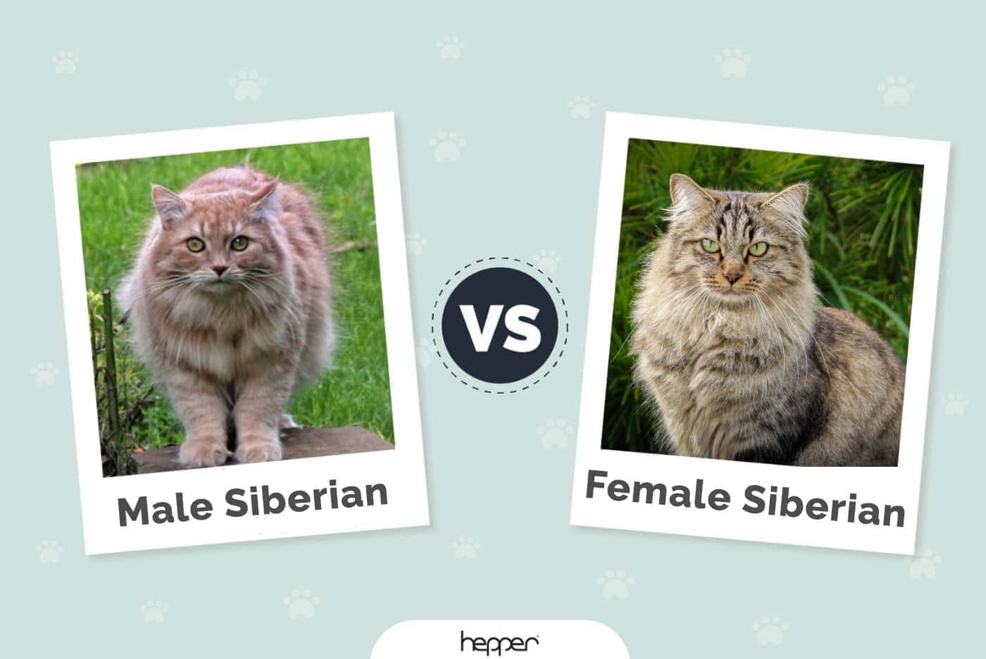 Male-vs.-Female-Siberian-Cat-featured-2