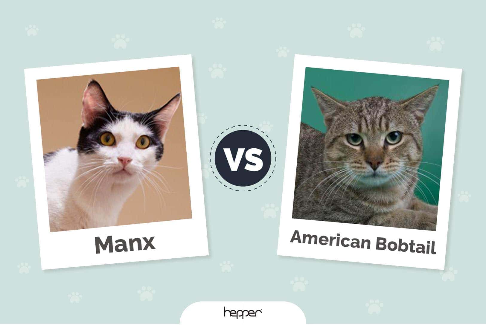 Manx vs American Bobtail