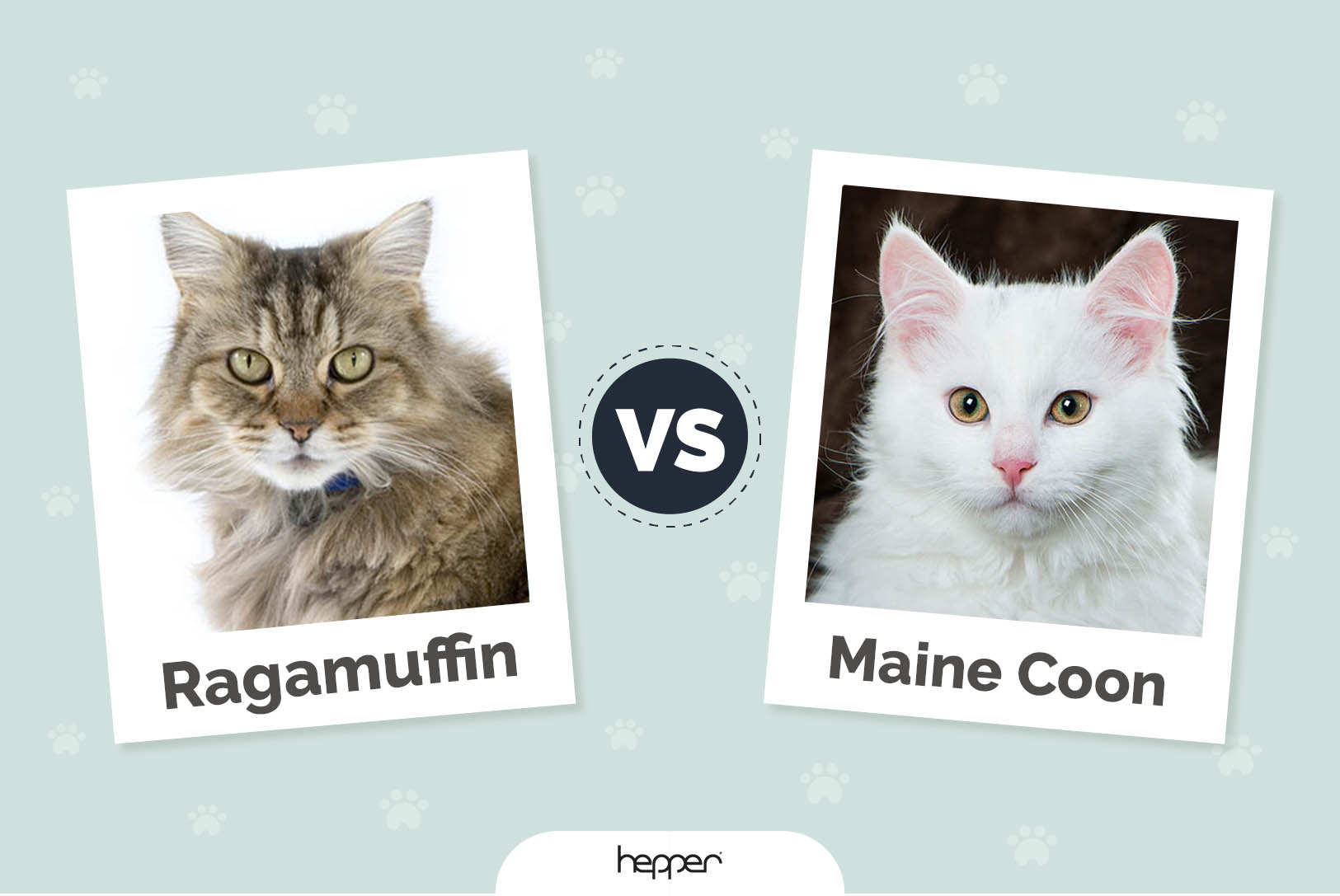 Ragamuffin vs Maine Coon