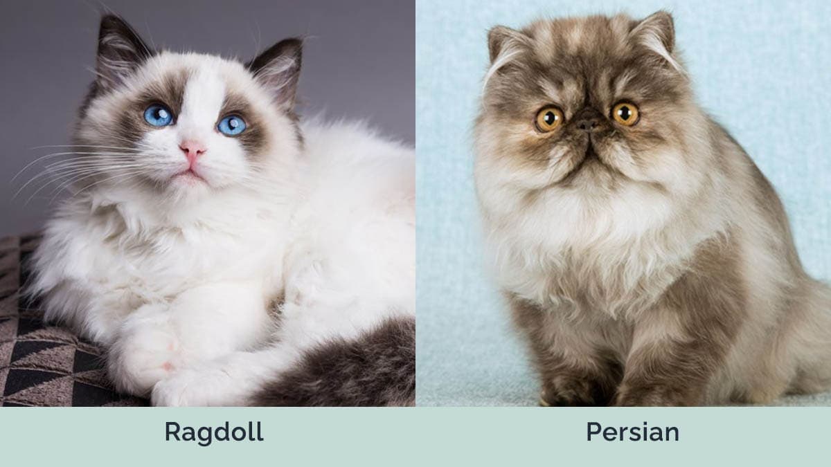Persian Ragdoll Mix Everything You Need To Know | chegos.pl