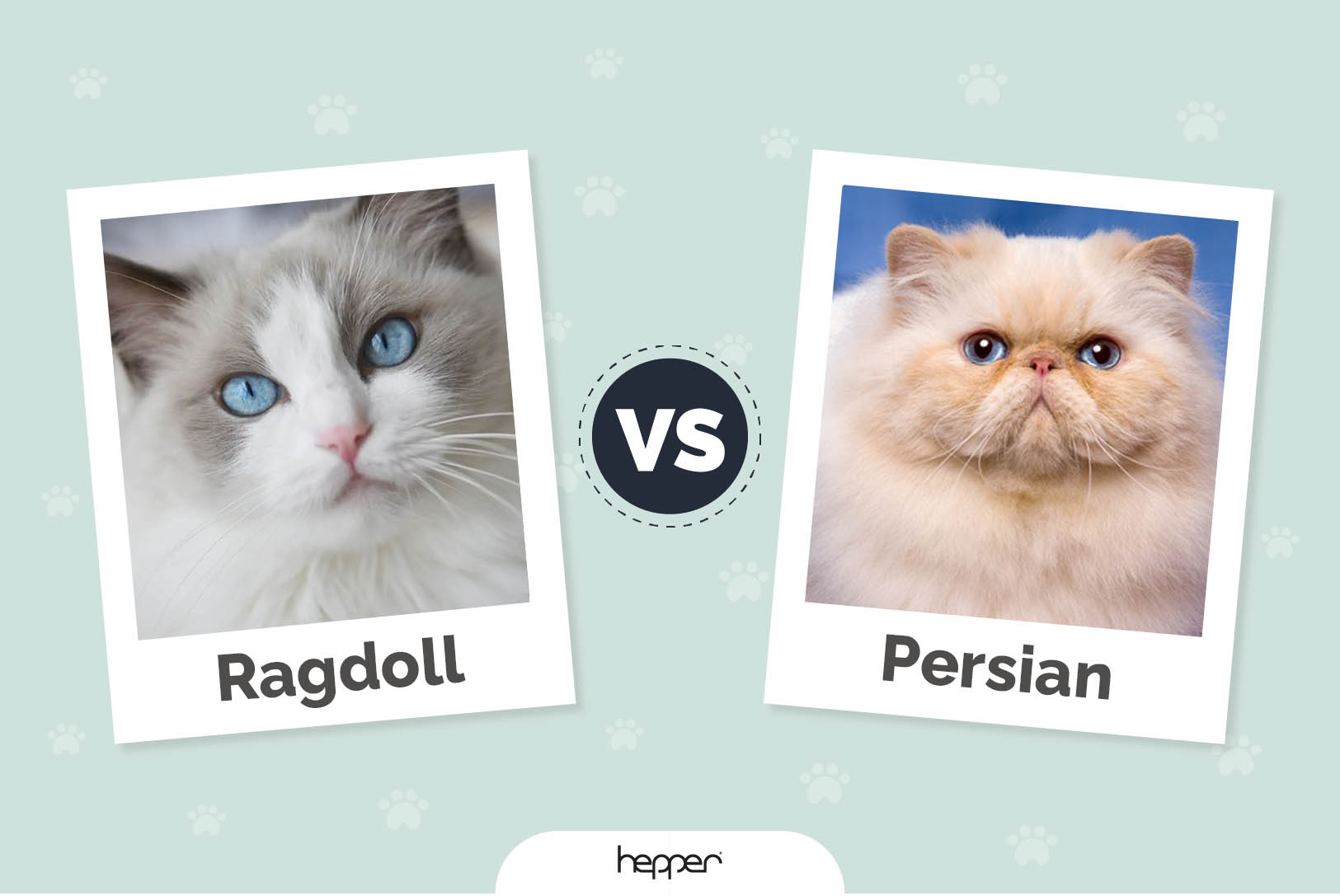 Ragdoll vs Persian