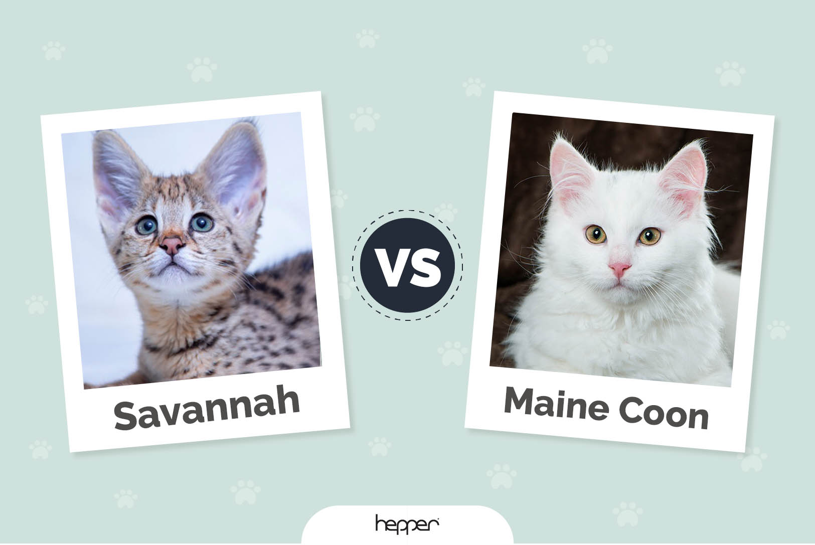 Savannah vs Maine Coon