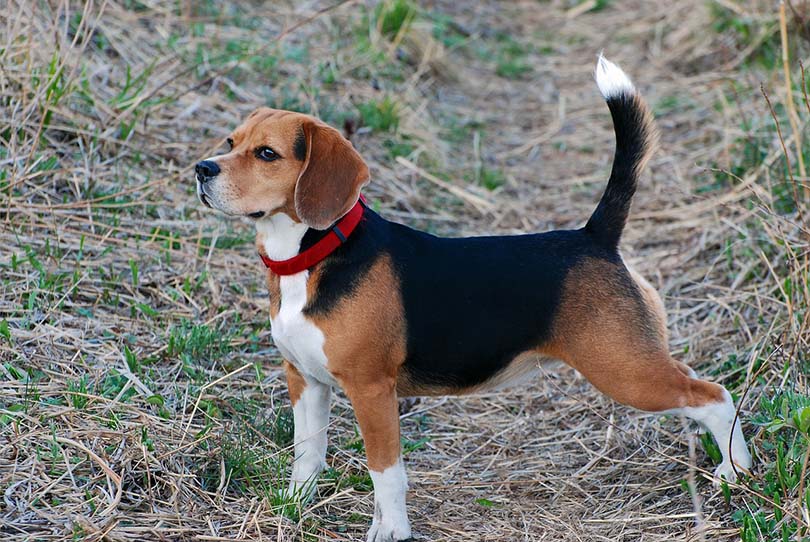 beagle standing outdoor