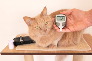 cat glucose monitoring