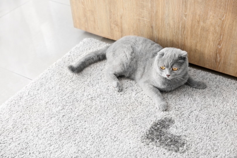 cat near wet spot on carpet